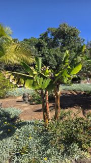 GC-Parque Botanico de Maspalomas 2025-017.jpg